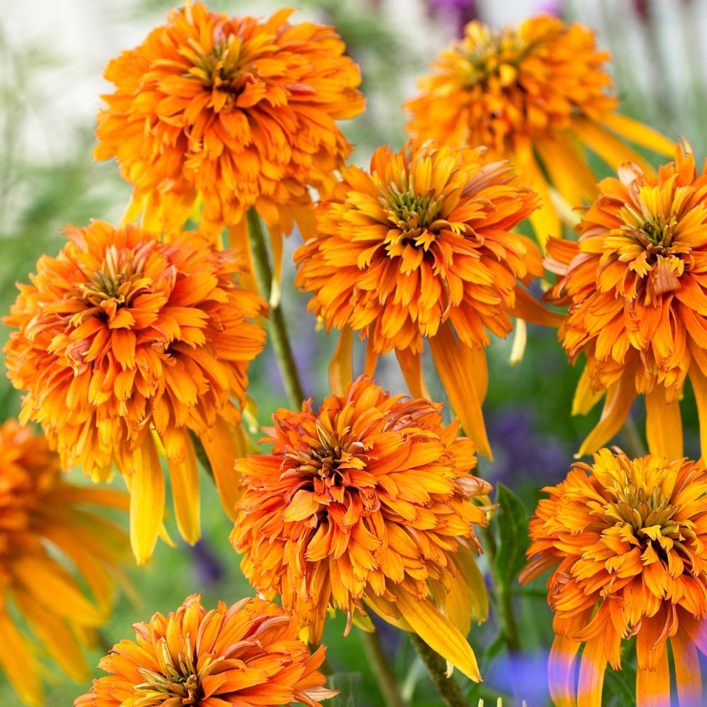 Echinacea purpurea 'Marmalade'